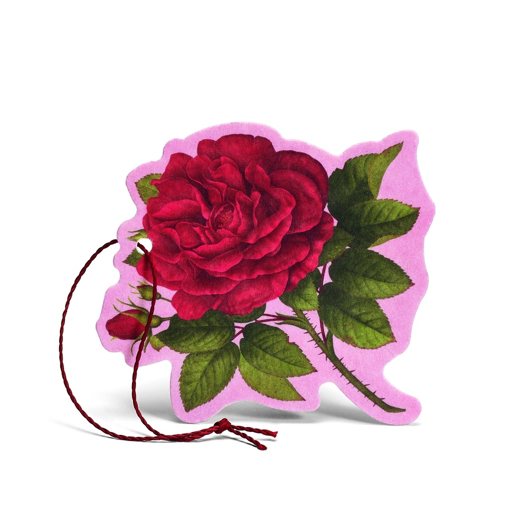 Rosa Purpurea Fiore Profumato Multiuso